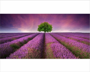 campo di lavanda-stampa su tela