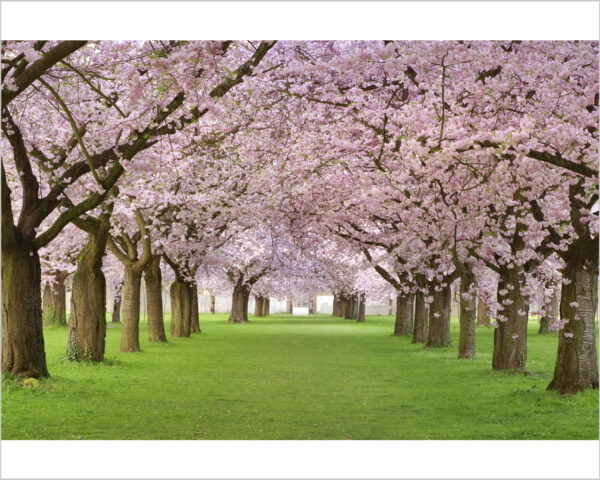 Quadro moderno natura "TRA CILIEGI IN FIORE" - Stampa su tela