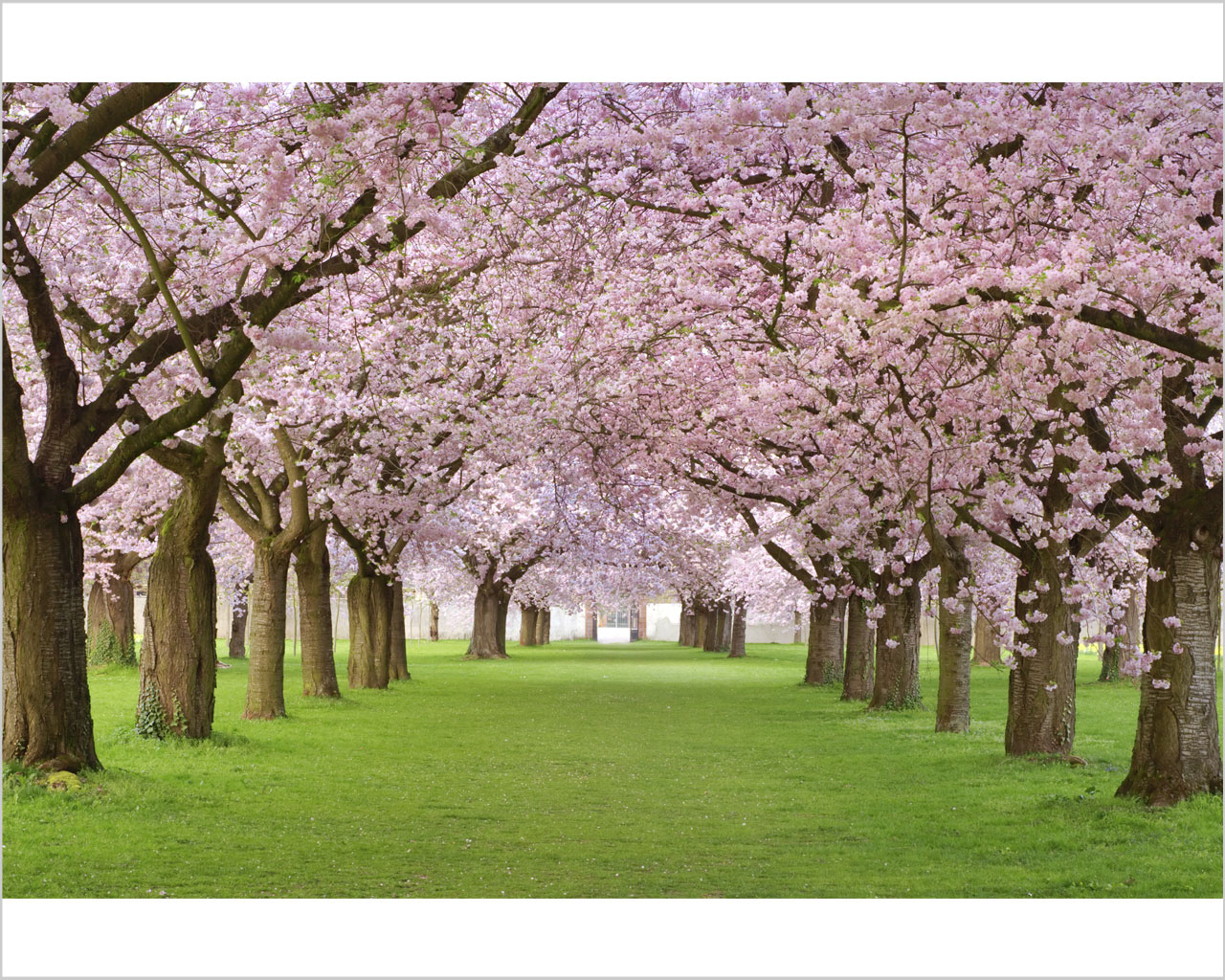 Quadro moderno natura "TRA CILIEGI IN FIORE" - Stampa su tela