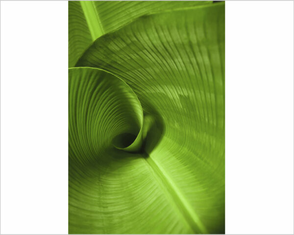 Quadro moderno natura "UNA FOGLIA DI PALMA" - Stampa su tela