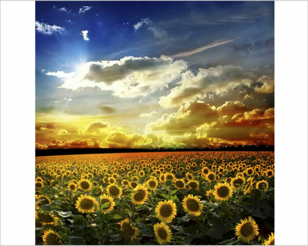 Quadro moderno natura "CAMPO DI GIRASOLI AL TRAMONTO" - Stampa su tela