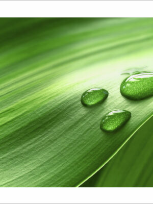 goccioline su una foglia