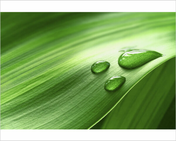 Quadro moderno natura "GOCCIOLINE SU UNA FOGLIA" - Stampa su tela