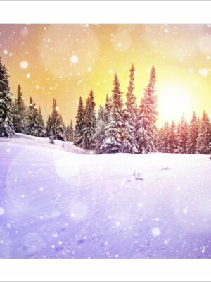 sole sui pini innevati