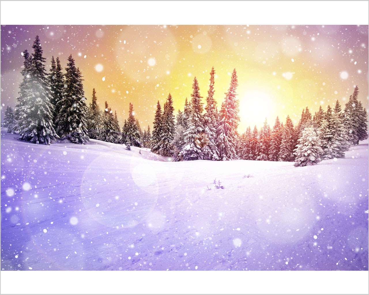 Quadro moderno inverno "SOLE SUI PINI INNEVATI" - Stampa su tela