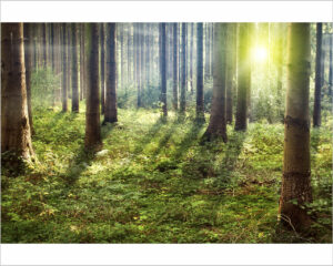 raggi di sole nel bosco