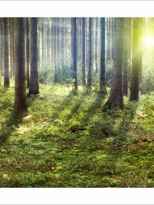 raggi di sole nel bosco