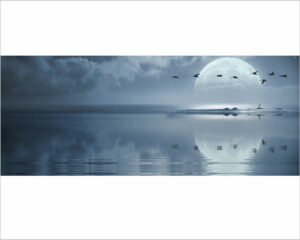 volo-di-gabbiani sul mare