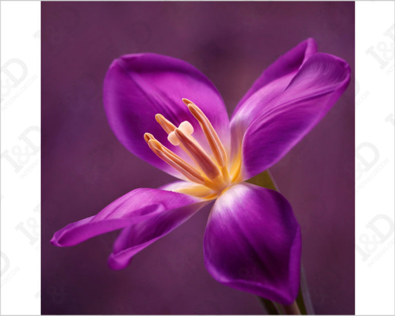 Quadro moderno fiori "MERAVIGLIOSO TULIPANO" - Stampa su tela