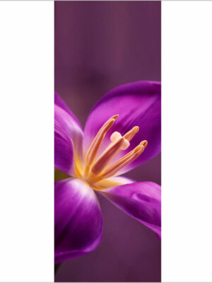 Nel cuore di un fiore