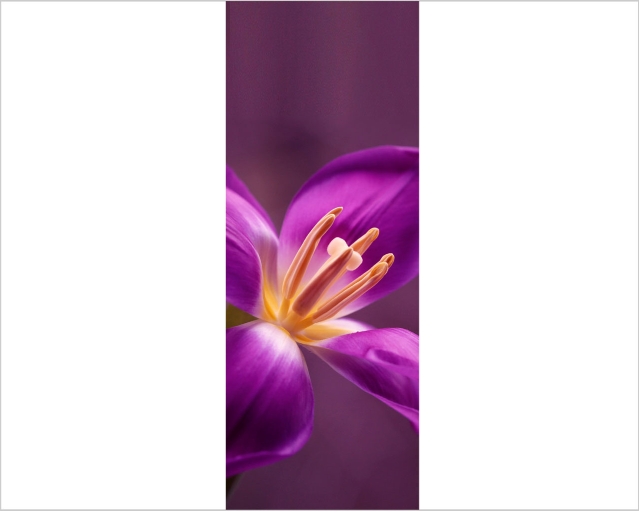 Decoro porta fiori "NEL CUORE DI UN TULIPANO"