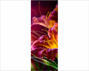 Lilium viola