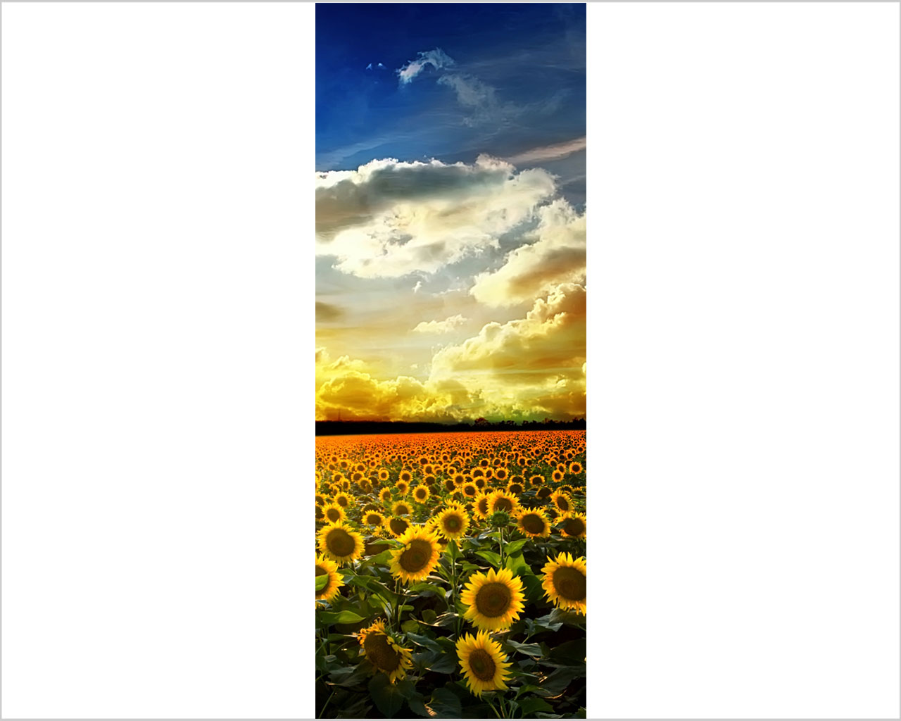 Decoro porta natura "GIRASOLI NEL CAMPO"