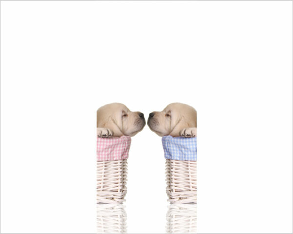 Decoro porta cane "DOLCI CUCCIOLI"