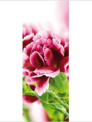 Meraviglioso garofano