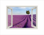 Adesivo murale finestra natura "CAMPO DI LAVANDA" - Finestra illusione