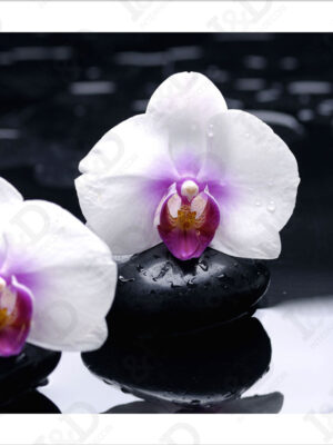 Stampa su tela-candide orchidee bianche