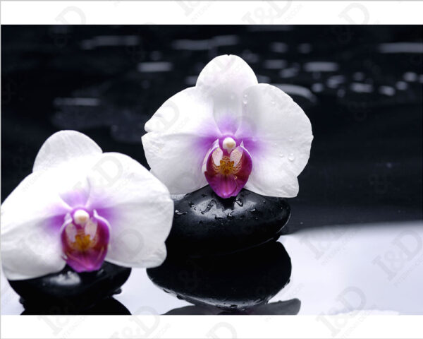Stampa moderna benessere spa "CANDIDE ORCHIDEE BIANCHE" - Stampa su tela