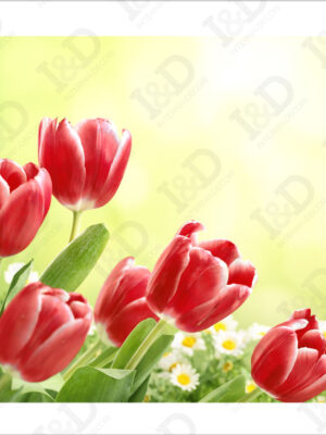 Tulipani rossi al vento-stampa su tela