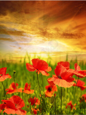 Un campo di tulipani-stampa su tela