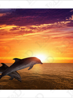 Delfini al tramonto-stampa su tela