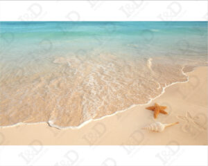 Stella marina e conchiglia-adesivo per pavimenti