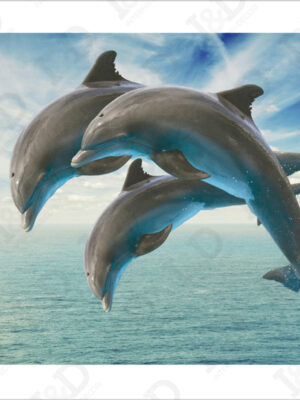 Due delfini che saltano-adesivo per pavimento