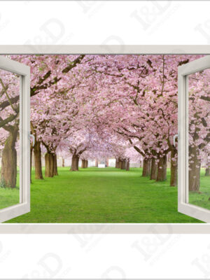 Camminando tra i ciliegi-finestra illus