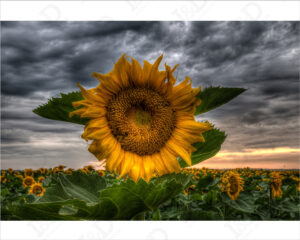 Un meraviglioso girasole-stampa su tela