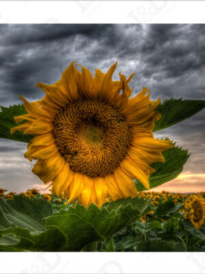 Un meraviglioso girasole-stampa su tela