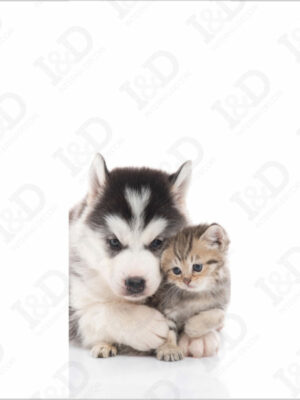 Cane con gattino-adesivo per porte