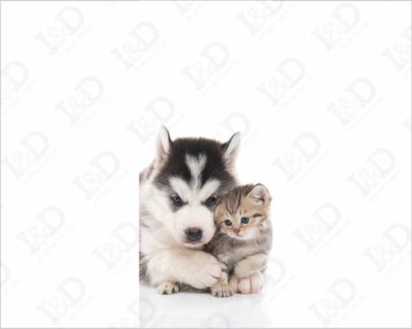 Rivestimento porta animali "CANE CON GATTINO"