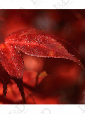 Stampa moderna su tela-foglie d’acero