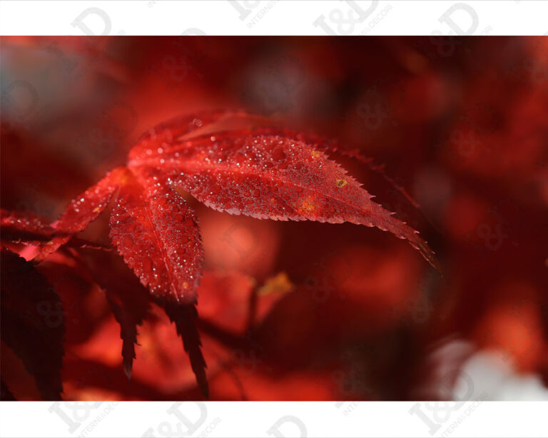 Quadro moderno natura "FOGLIE D'ACERO"