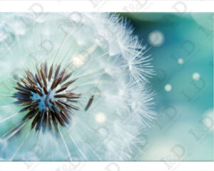 Quadro moderno su tela-Dandelion