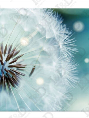 Quadro moderno su tela-Dandelion