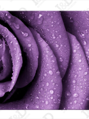 Quadro moderno su tela-Una rosa viola