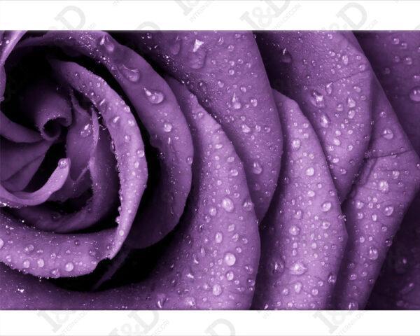 Quadro moderno fiori "UNA ROSA VIOLA"