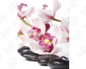 Stampa su tela-orchidee bianche su pietre