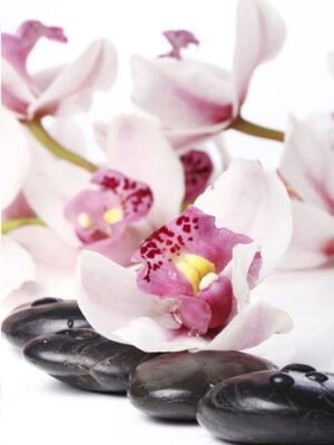 Stampa su tela-orchidee bianche su pietre
